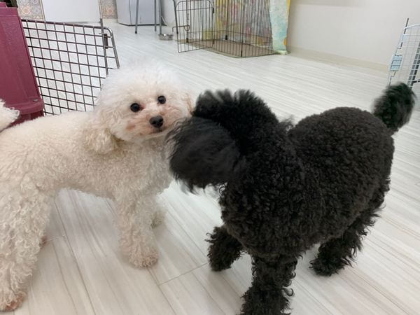 Habibi Dogsalon_3