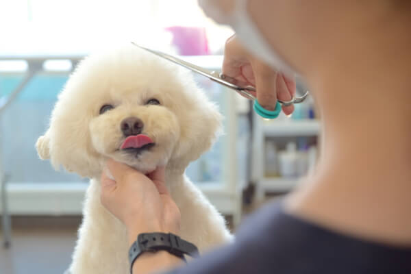 Dog salon FLOCHE