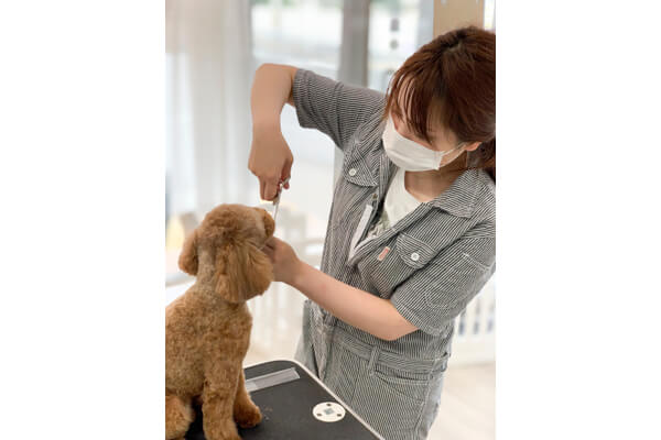 pet salon ICE_2