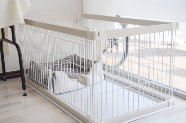 pet salon ICE_4