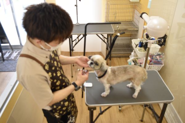 ペットサロン アミティエ 前田店_4