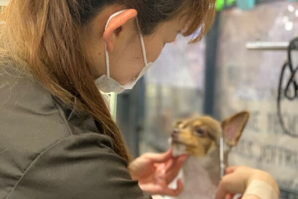 DOG LIFE_4