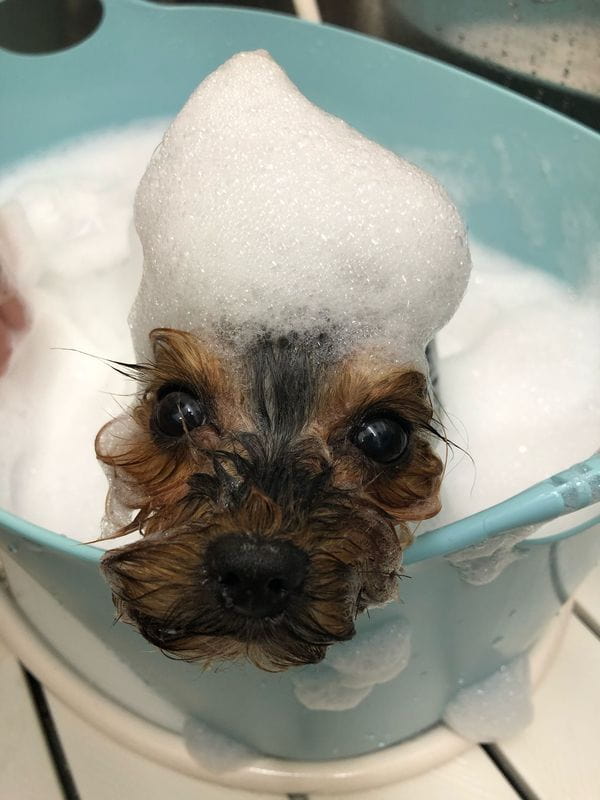 dogsalon mou_3