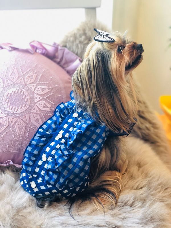 dogsalon mou_4