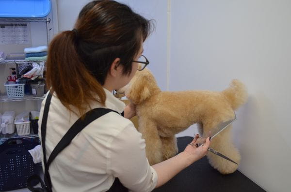 dogsalon mou_2