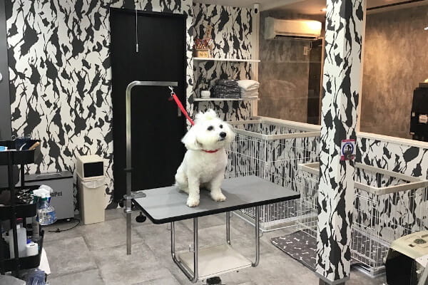 INU TORORI_2