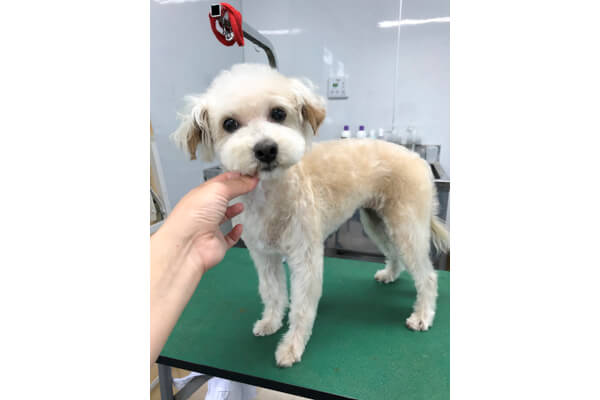 dogsalon 'olu'olu_4