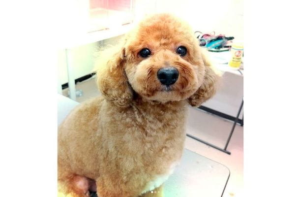 pet salon AROHA DOG_4