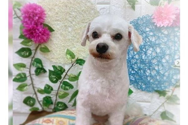 pet salon AROHA DOG_3