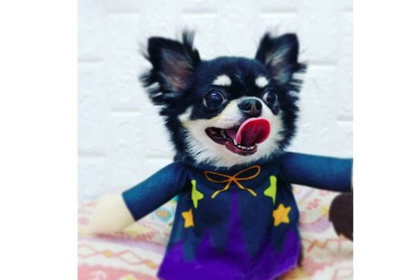 pet salon AROHA DOG_2