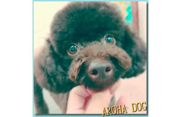 pet salon AROHA DOG_1