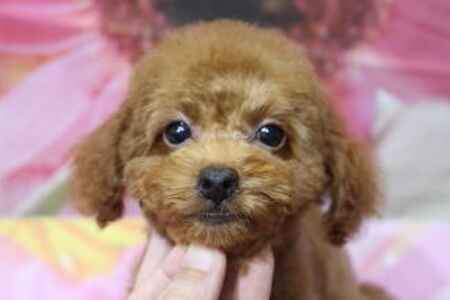 A HAPPY DOG LIFE_4