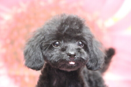 A HAPPY DOG LIFE_3