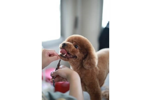 Dog Salon Sunny_3