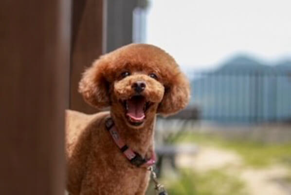 Dog Salon Sunny_2