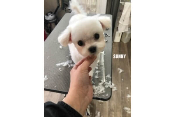 Dog Salon Sunny_4