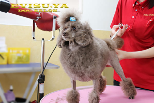 DOGサロン EVISU'YA_1