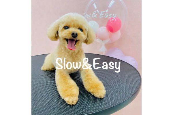 Dog Salon Slow&Easy_2