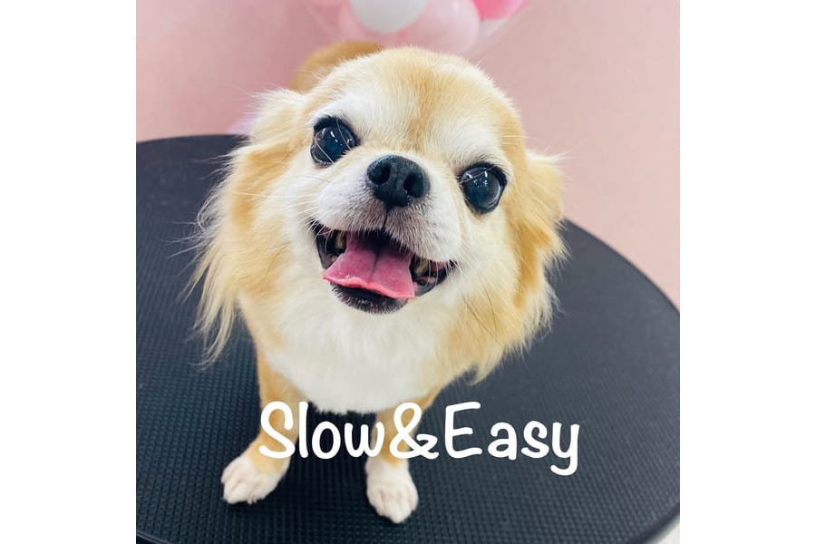 Dog Salon Slow&Easy_3