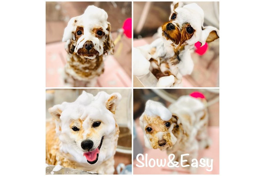 Dog Salon Slow&Easy_4