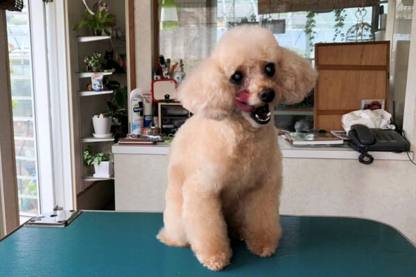 愛犬美容室セシル_4