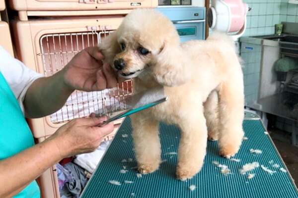 愛犬美容室セシル_3