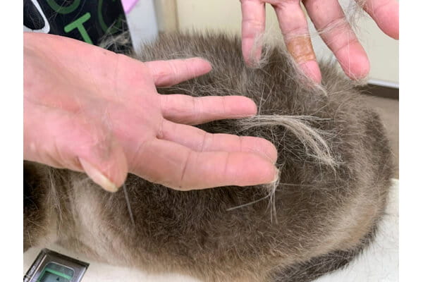 岩田ペットクリニック_9