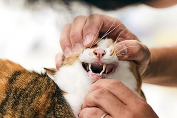 はちや動物病院_14