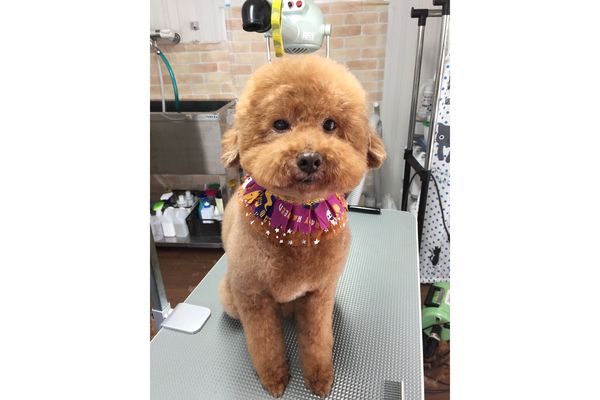 ワンニャン美容室 いとしま_4