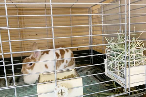 うさぎ専門店 ハッピーラビット_3