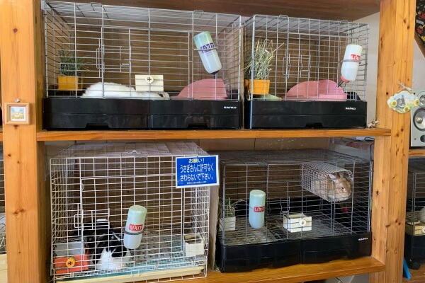 うさぎ専門店 ハッピーラビット_4
