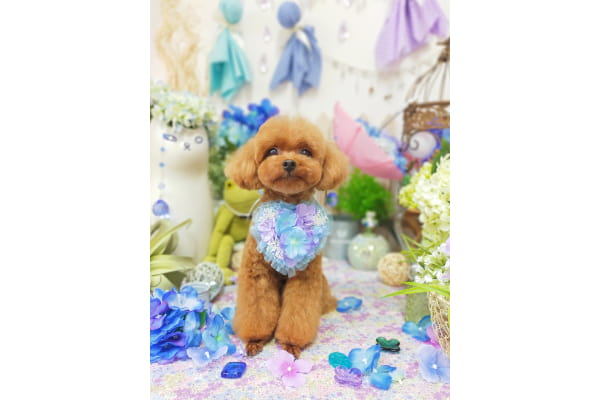 trimming salon minette -ミネット-
