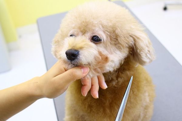 ハッピーベルPet’s One 龍ヶ崎店_3