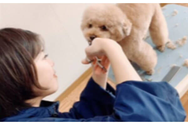 訪問トリミング COCO