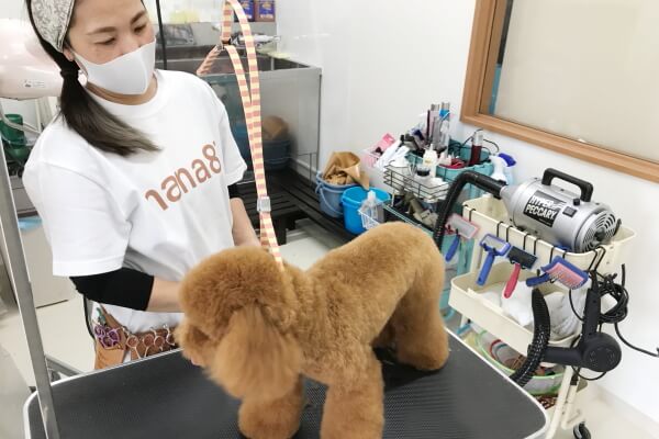 トリミングサロン・いぬのほいくえん hana87_3