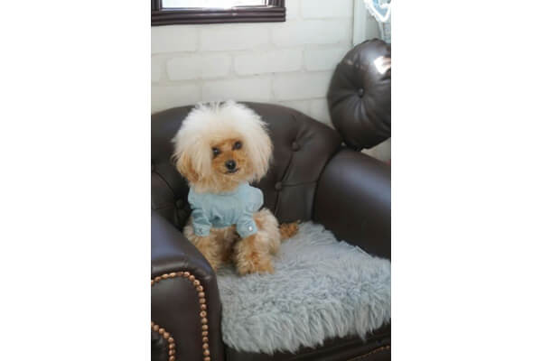 DogSalon Mahalo