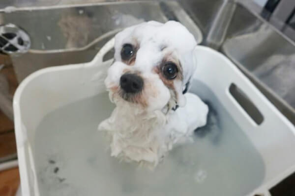 DogSalon Mahalo_2
