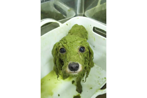 DogSalon Mahalo_3
