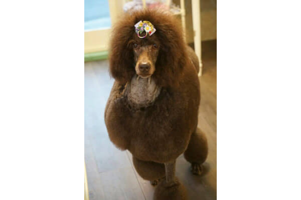 DogSalon Mahalo_1