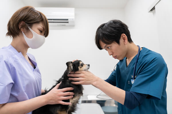 八幡みなみ動物病院_16