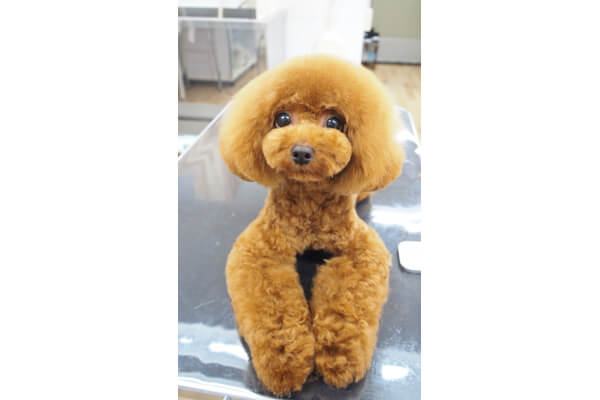 Dog Beautypro Bow-wow_2