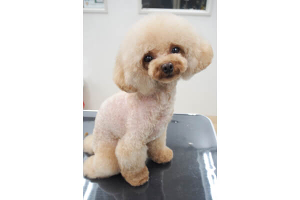 Dog Beautypro Bow-wow_3