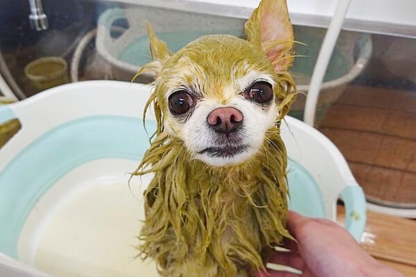 Dog Beautypro Bow-wow_4