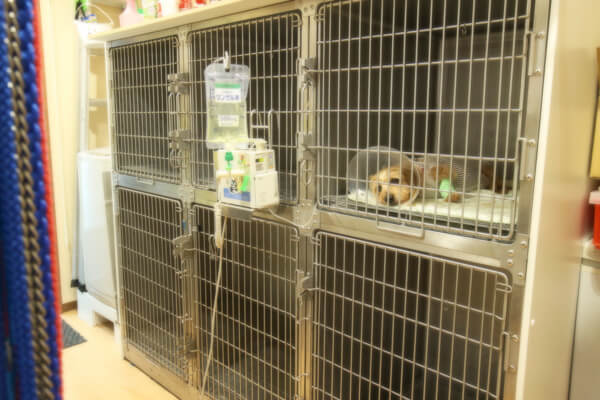 ソレイユ動物病院_20