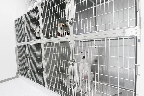 ゆうひま動物病院_8