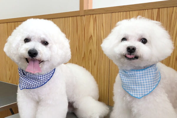 dog houseぴっころ 川西店_3