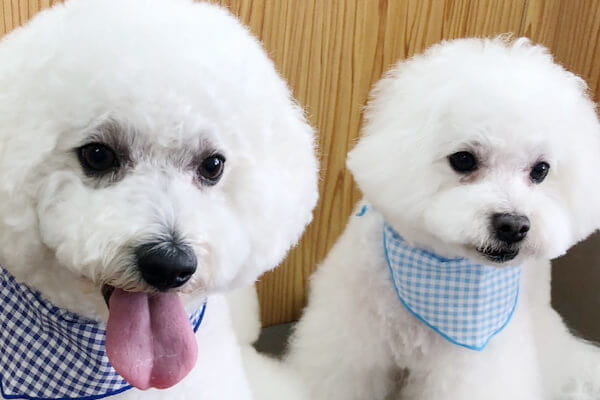 dog houseぴっころ 川西店_4