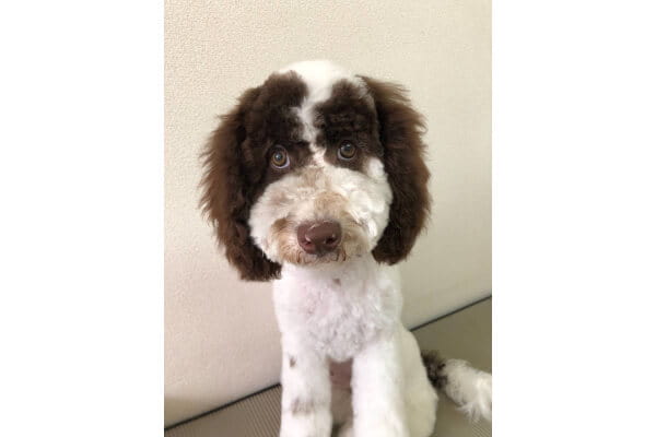 dog houseぴっころ 川西店_1