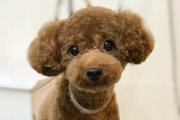 SNOOP_1