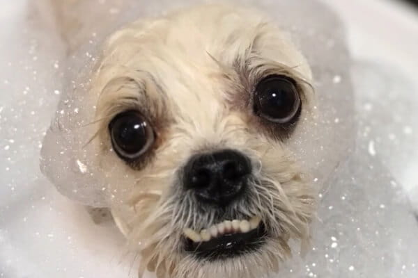SNOOP_2